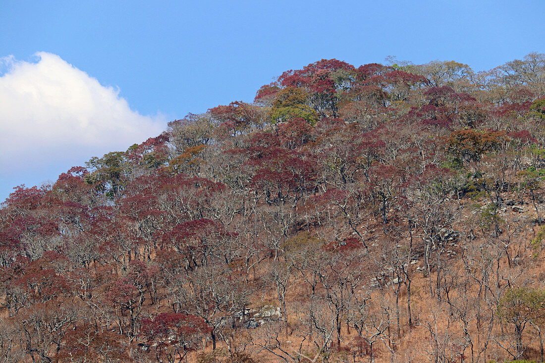 Herbstlicher Miombowald; die Blätter haben sich rötlich gefärbt; nördlich von Kasungu, Nordmalawi; Malawi