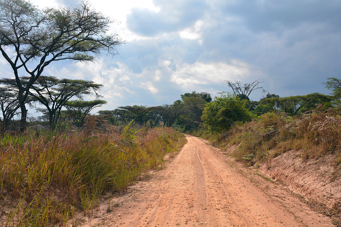Malawi; Northern Region; Nyika Mountains; typical bush landscape on the M9; dirt road with acacias