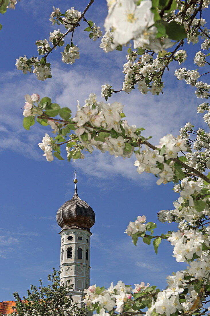 Apfelblüte mit Turm der Kirche von Jasberg, Oberbayern, Bayern, Deutschland