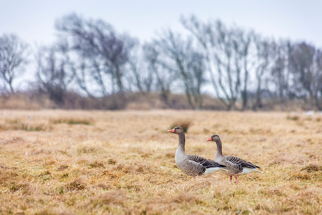 Resting gray geese near Keitum, Sylt, Schleswig-Holstein