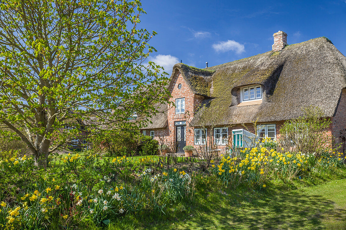 Historisches Reetdachhaus in Morsum, Sylt, Schleswig-Holstein, Deutschland