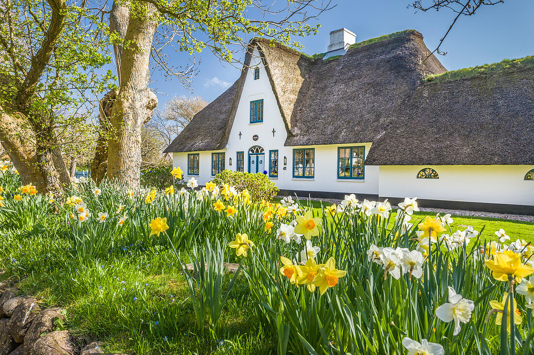 Historic thatched roof house in Keitum, Sylt, Schleswig-Holstein, Germany