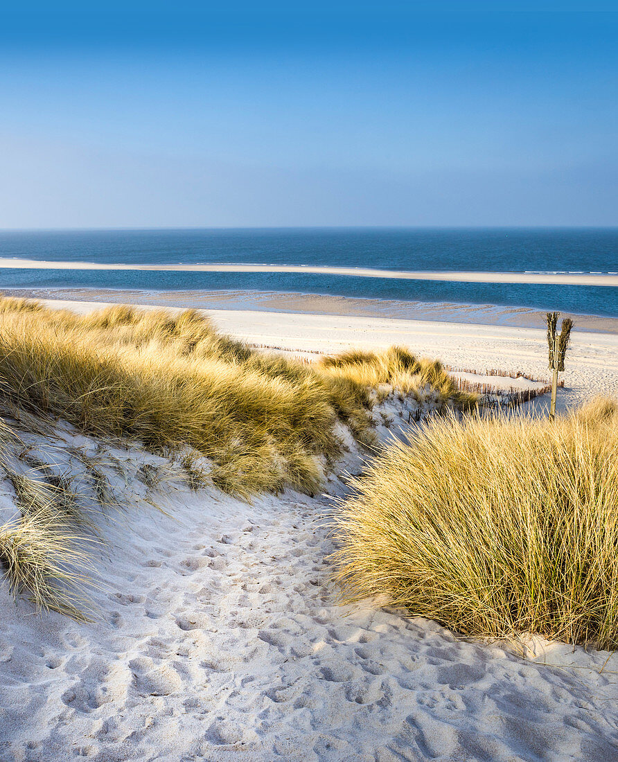 Path in the dunes in the Ellenbogen nature reserve near List, Sylt, Schleswig-Holstein, Germany