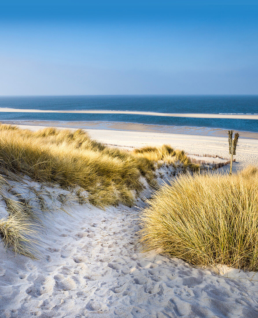 Weg in den Dünen im Naturschutzgebiet Ellenbogen bei List, Sylt, Schleswig-Holstein, Deutschland