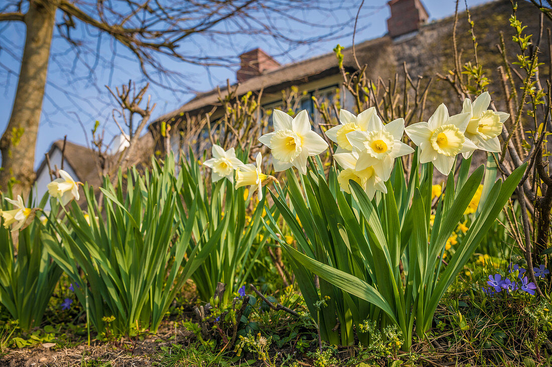 Daffodils on Friesenwall in Keitum, Sylt, Schleswig-Holstein, Germany