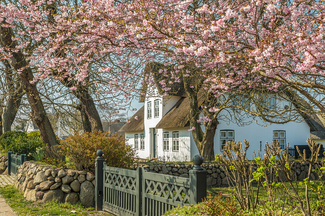Thatched house with a blossoming cherry tree in Keitum, Sylt, Schleswig-Holstein, Germany