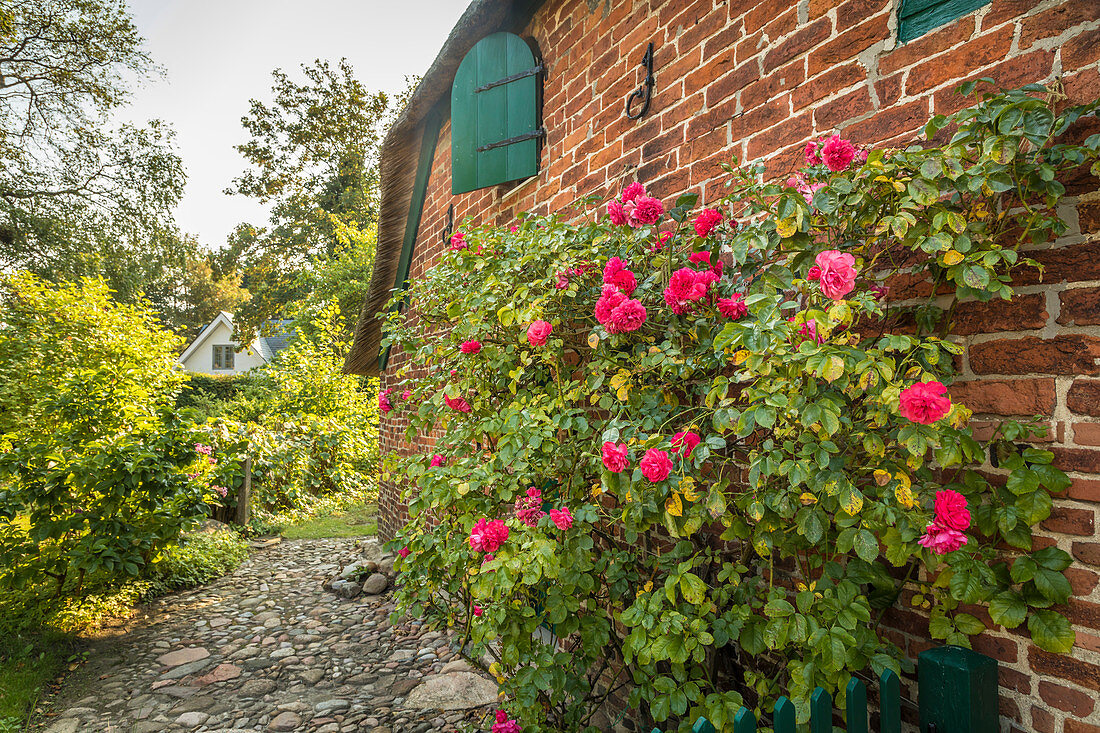 Historischer Hof mit Bauerngarten in Keitum, Sylt, Schleswig-Holstein, Deutschland