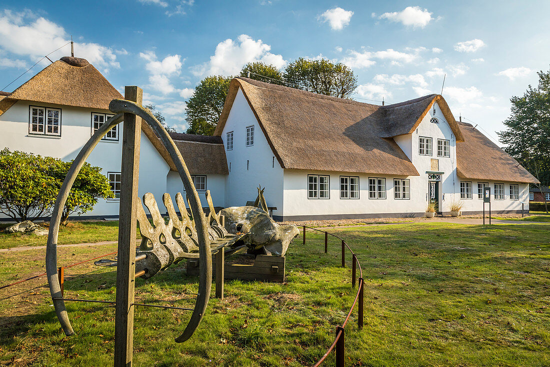 Whale skeleton in front of the Sylt Museum in Keitum, Sylt, Schleswig-Holstein, Germany