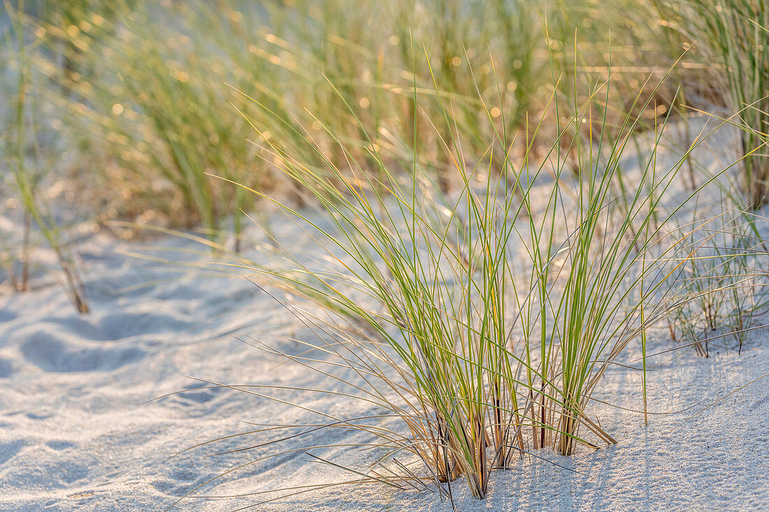 Beach grass on the Ellenbogen Peninsula, Sylt, Schleswig-Holstein, Germany
