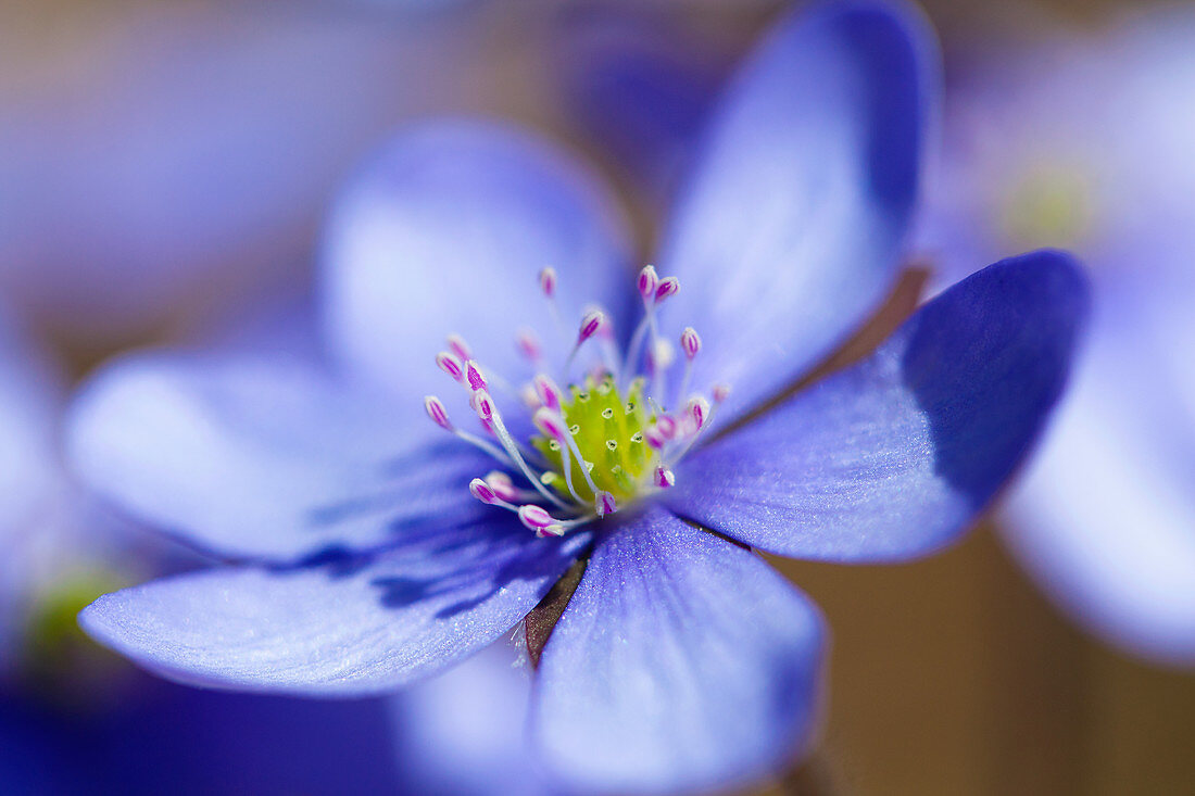 Leberblümchen blühend, Hepatica nobilis, Bayern, Deutschland