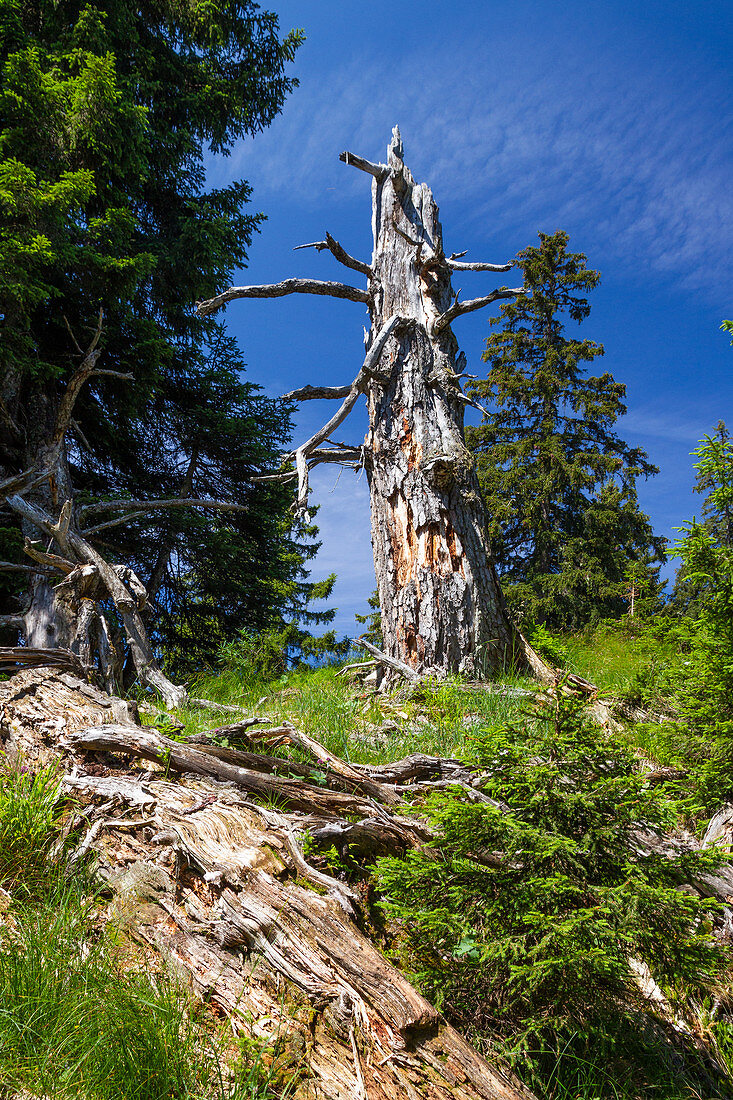 Dead gnarled spruce in the mountains, weather spruce, Picea abies, Upper Bavaria, Germany, Europe