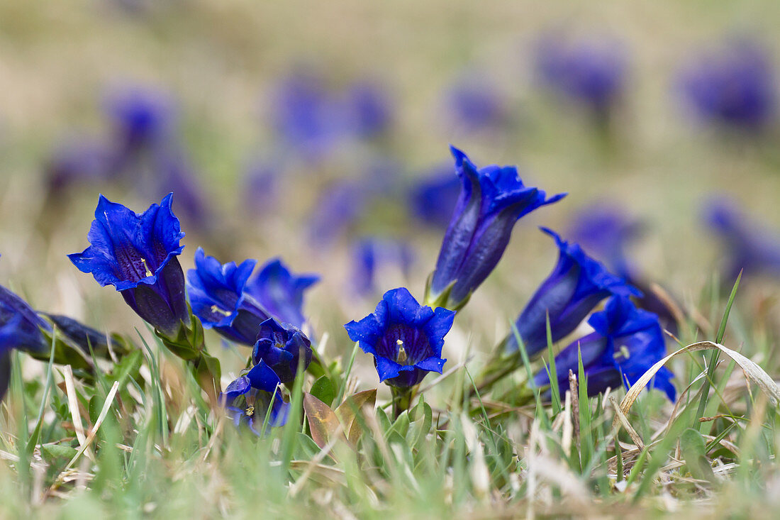 Stemless gentian, Gentiana clusii, Upper Bavaria, Germany