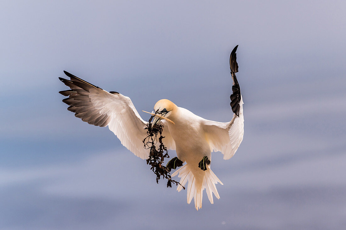 Northern gannet with food on the approach, Heligoland, North Sea, Schleswig-Holstein, Germany