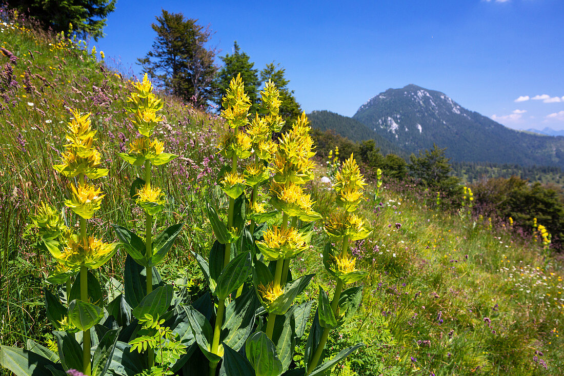 Gellber Enzian, Gentiana lutea, Ammergau Alps, Upper Bavaria, Germany, Europe