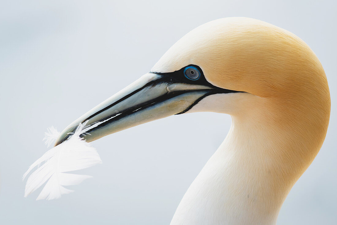 Portrait of a northern gannet with a feather in its beak, Heligoland, North Sea, Schleswig-Holstein, Germany