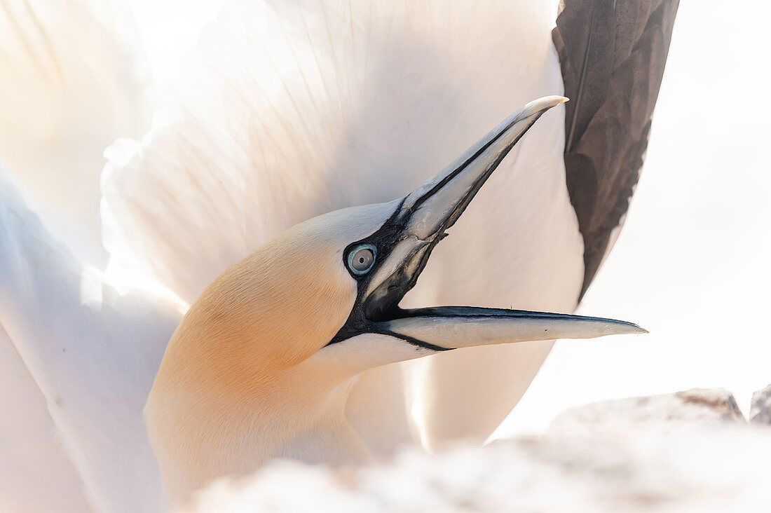 Close-up portrait of a northern gannet on Heligoland, North Sea, Schleswig-Holstein, Germany