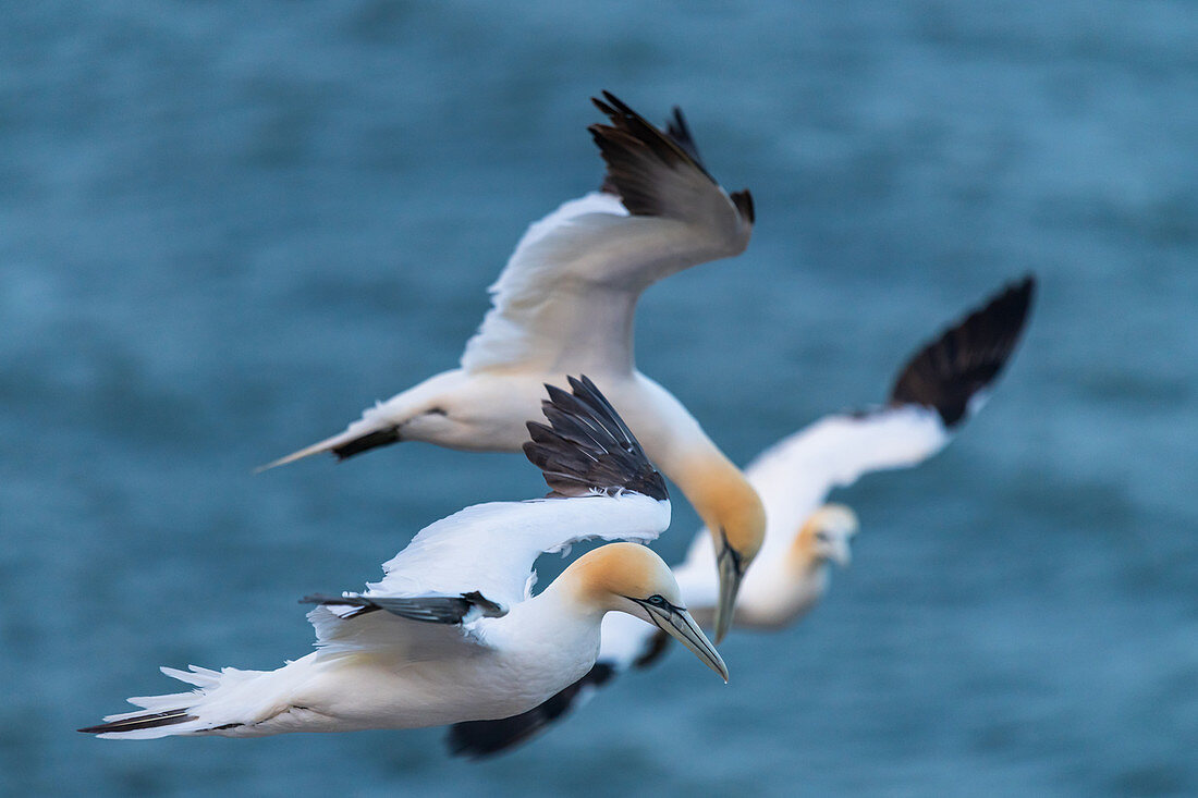 3 northern gannets in flight over the sea, Heligoland, North Sea, Schleswig-Holstein, Germany