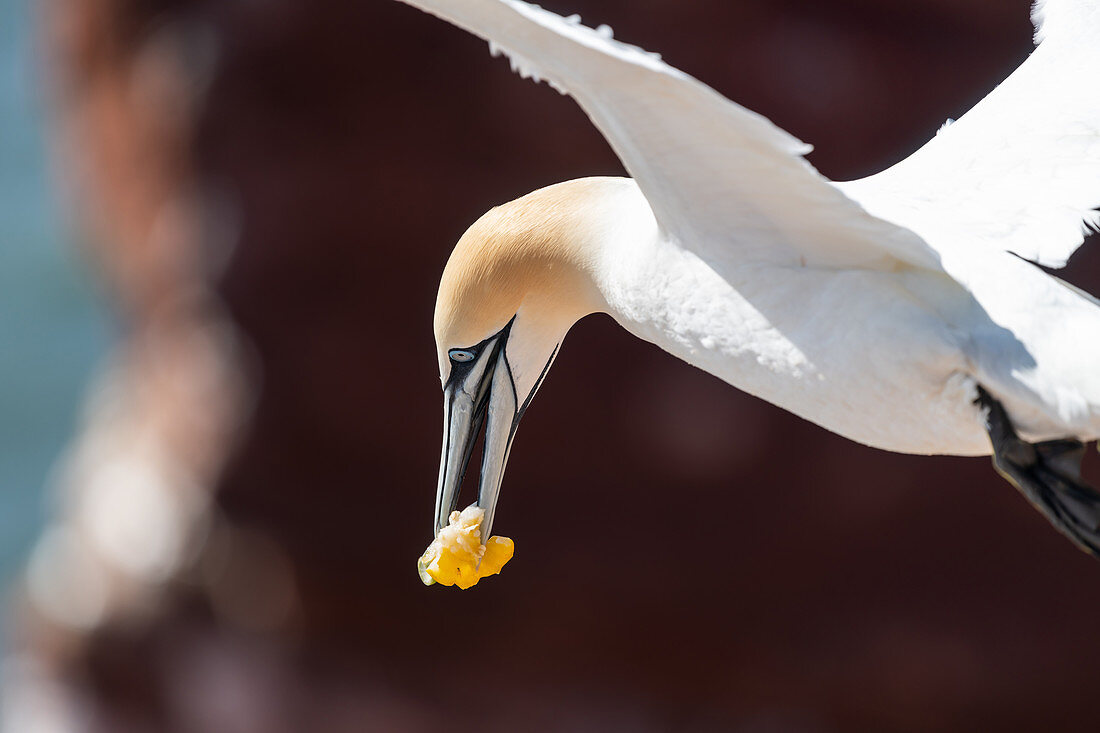 Basstölpel mit Nahrung im Flug vor den Lummenfelsen, Helgoland, Nordsee, Schleswig-Holstein, Deutschland