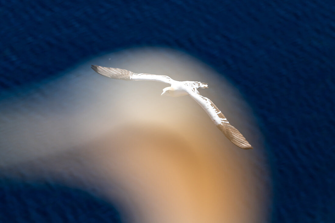 Northern gannet in flight, Heligoland, North Sea, Schleswig-Holstein, Germany