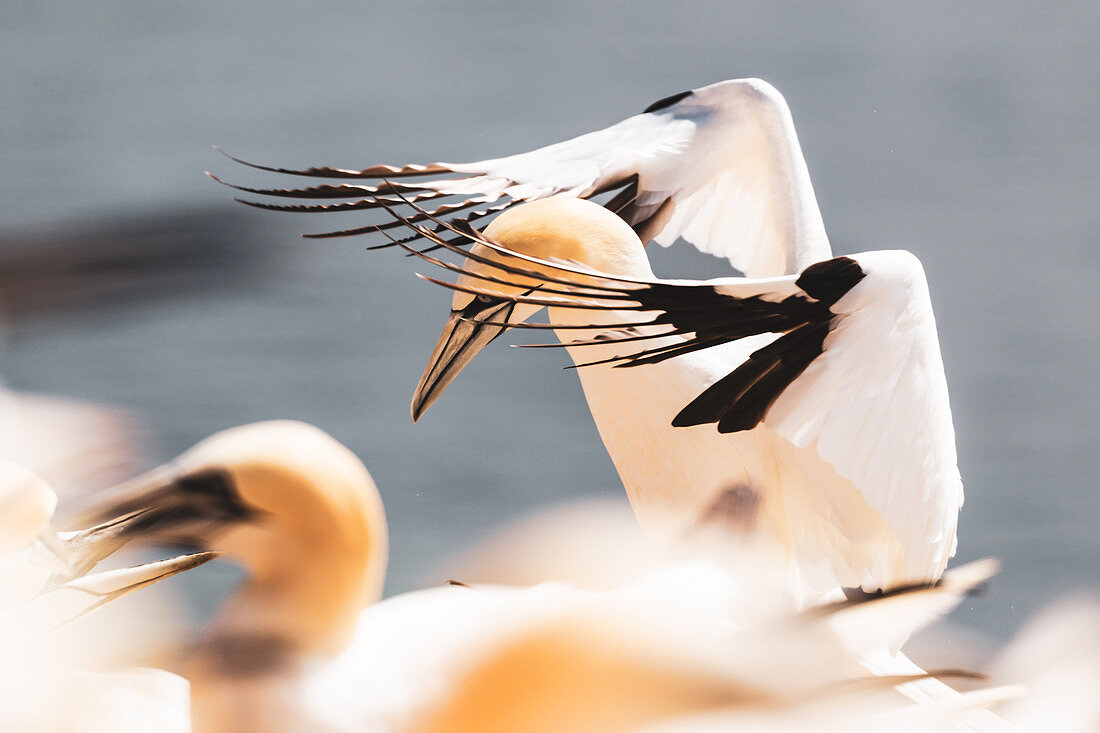 Northern gannet lands on the bird rock, Heligoland, North Sea, Schleswig-Holstein, GermanyMaren Weilandt
