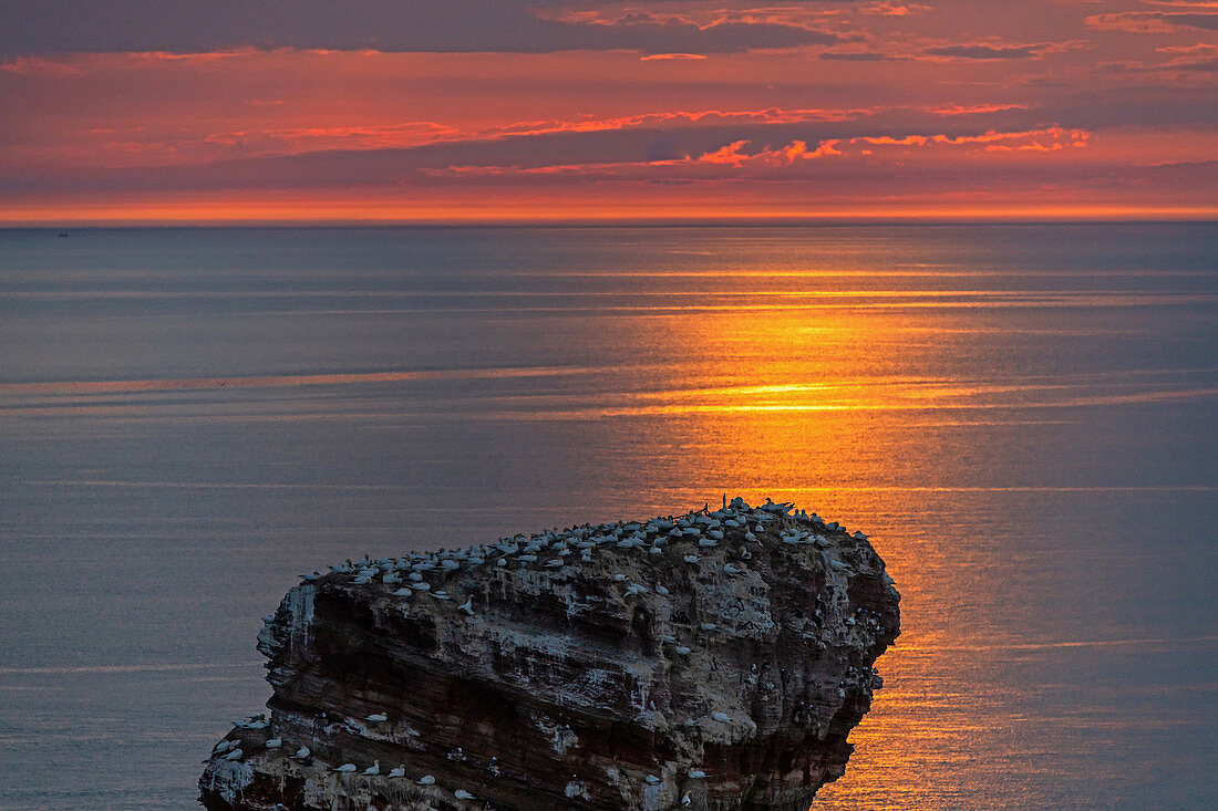 Basstölpel auf der langen Anna im Sonnenuntergang, Helgoland, Nordsee, Schleswig-Holstein, Deutschland