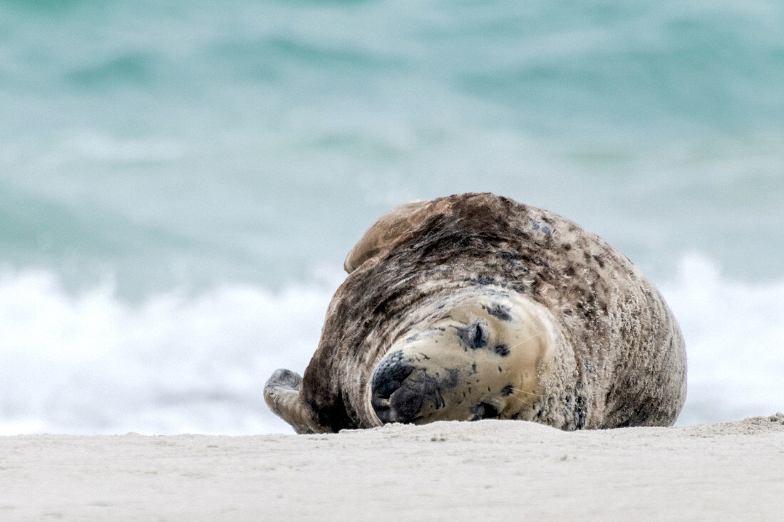 Gray seal on the Helgoland dune, North Sea, SChleswig-Holstein, Germany