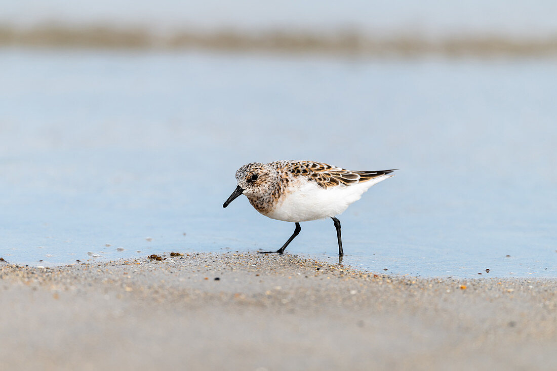 Pygmy sandpiper on the Helgoland dune, North Sea, Schleswig-Holstein, Germany