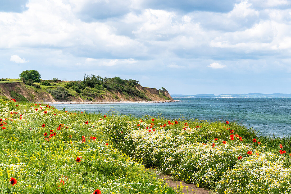 Poppies on the Dazendorfer steep coast, Baltic Sea, Ostholstein, Schleswig-Holstein, Germany