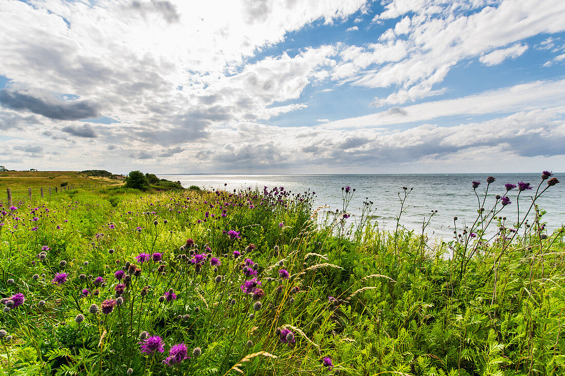 Kornblumen an der Steiküste von Dazendorf, Ostsee, Ostholstein, Schleswig-Holstein, Deutschland