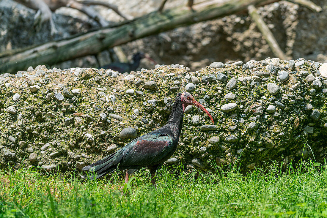 Ein Waldrapp im Alpenzoo in Innsbruck, Tirol, Österreich