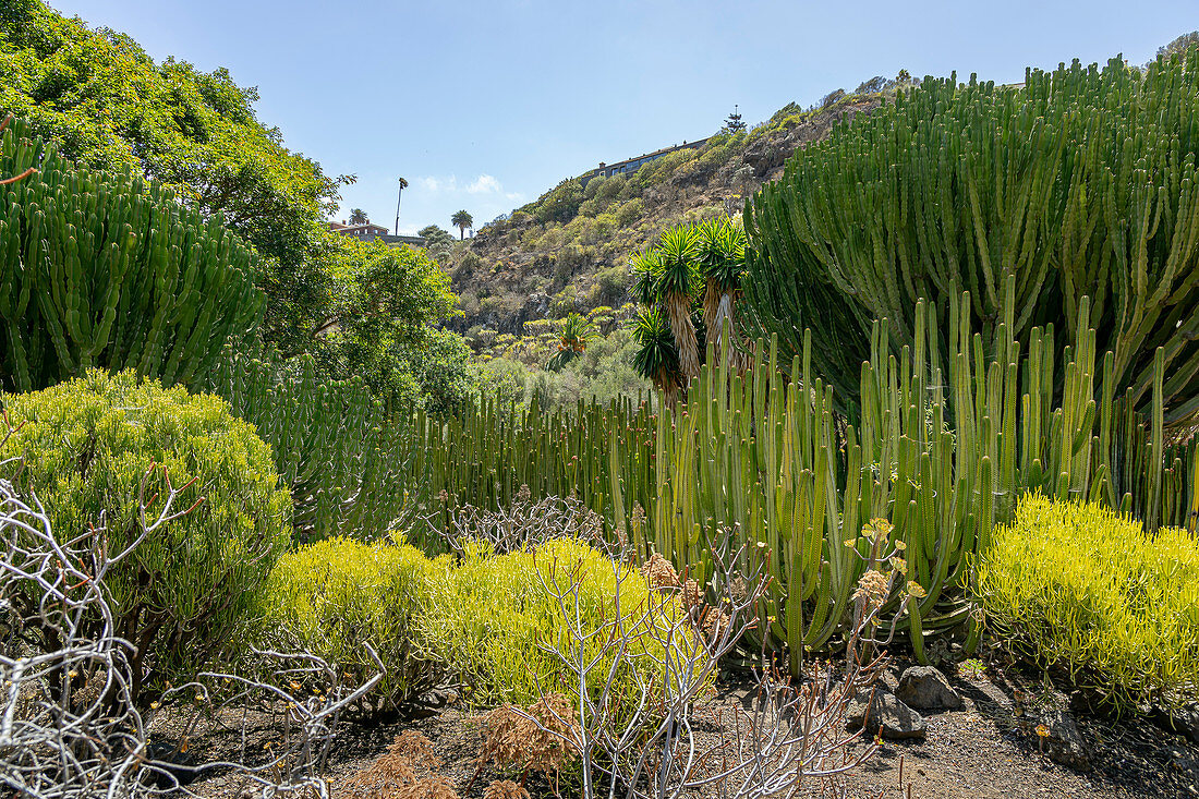 Kakteengewächse im botanischen Garten "Jardin Botanico", Gran Canaria, Spanien