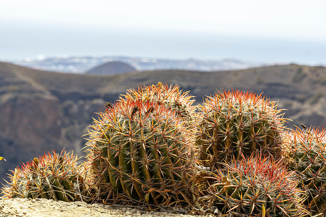 Cacti at Pico de Bandama, Gran Canaria, Spain
