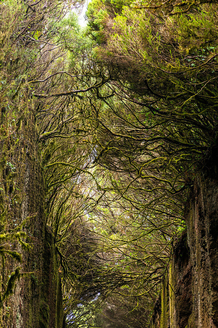 "Camino viejo al Pico del Inglés" - mit Bäumen bewachsener Durchgang im Anaga Gebirge, Teneriffa, Spanien