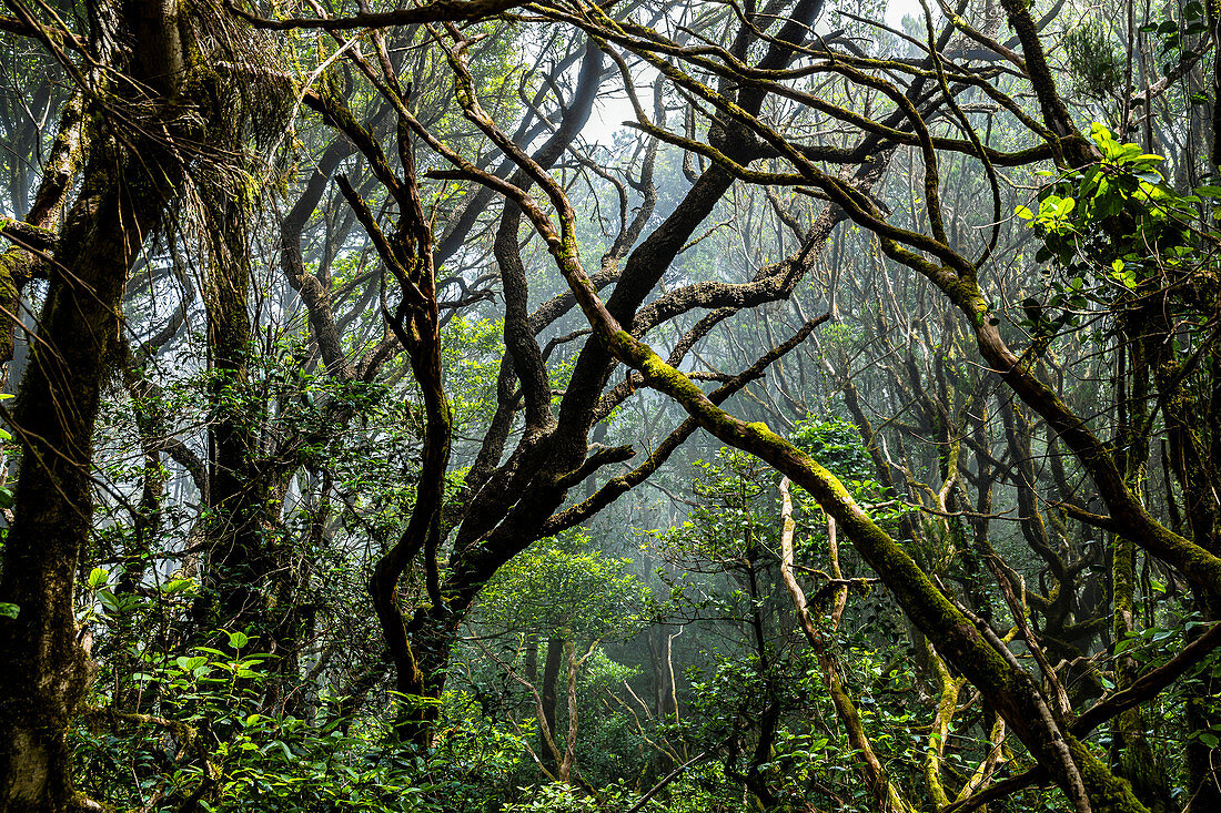 Wolken auf Wanderweg "Bosque Encantado" mit moosbewachsenen Bäumen im Nebelwald des Anaga Gebirge, Teneriffa, Spanien