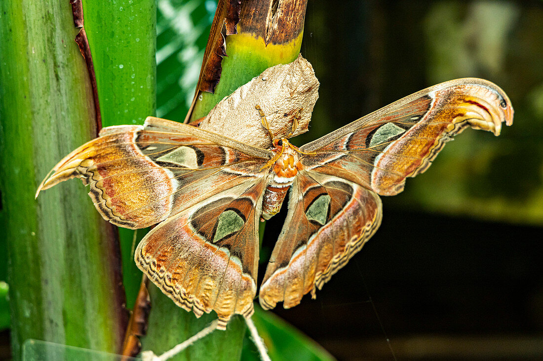 Großer Schmetterling auf Blatt im Butterfly Garden in Icod de los Vinos, Teneriffa, Spanien