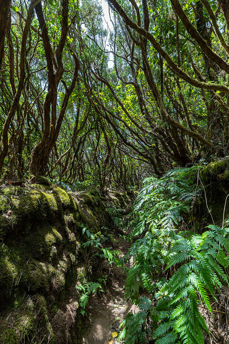 Wanderweg "Bosque Encantado" mit moosbewachsenen Bäumen und Farnen im Nebelwald des Anaga Gebirge, Teneriffa, Spanien