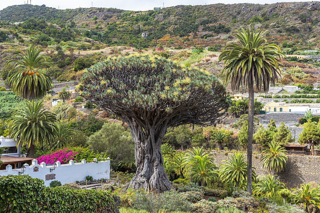 &quot;Drago Milenario&quot; - the oldest dragon tree in the Canaries and landmark, Icod de los Vinos, Tenerife, Spain