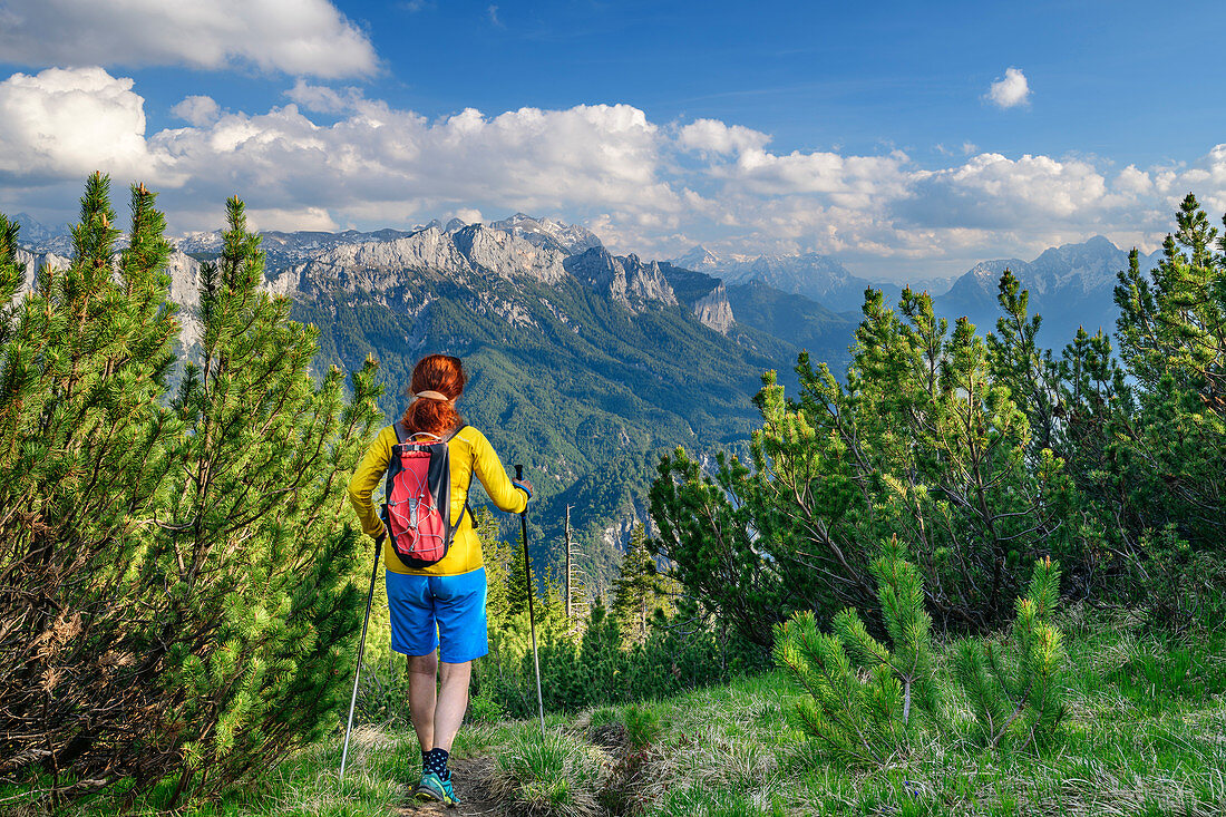 Woman hiking goes through Latschen, Reiteralm in the Berchtesgaden Alps in the background, from Ristfeuchthorn, Chiemgau Alps, Chiemgau, Upper Bavaria, Bavaria, Germany