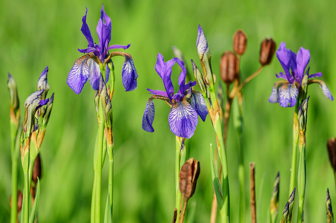 Blue blooming irises, iris, iris sibirica, Weitsee, Chiemgau Alps, Chiemgau, Upper Bavaria, Bavaria, Germany