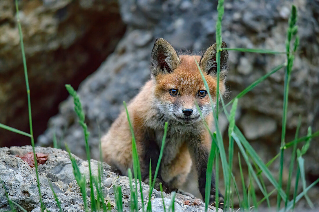 Junger Fuchs blickt auf Betrachter, Vulpes vulpes, Oberbayern, Bayern, Deutschland