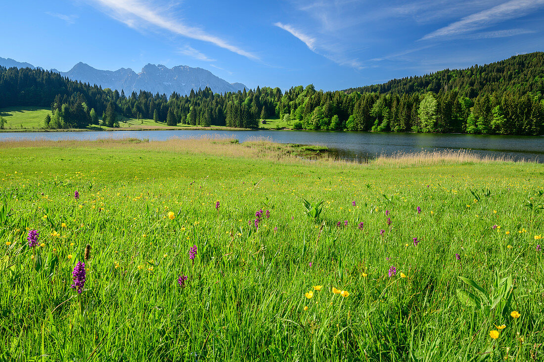 Flower meadow with Geroldsee and Karwendel in the background, Werdenfelser Land, Werdenfels, Bavarian Alps, Upper Bavaria, Bavaria, Germany