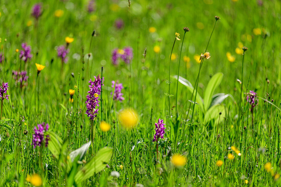 Blumenwiese mit pinkfarbenen Orchideen, Werdenfelser Land, Werdenfels, Bayerische Alpen, Oberbayern, Bayern, Deutschland