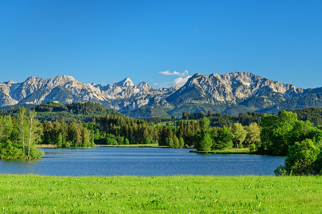 Schwaltenweiher with Tannheimer Mountains in the background, Schwaltenweiher, Ostallgäu, Allgäu, Swabia, Bavaria, Germany