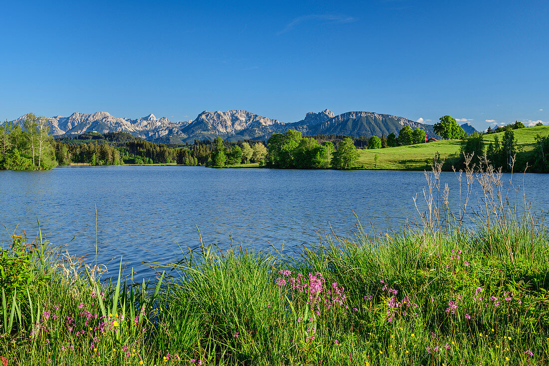 Schwaltenweiher mit Tannheimer Bergen im Hintergrund, Schwaltenweiher, Ostallgäu, Allgäu, Bayern, Deutschland