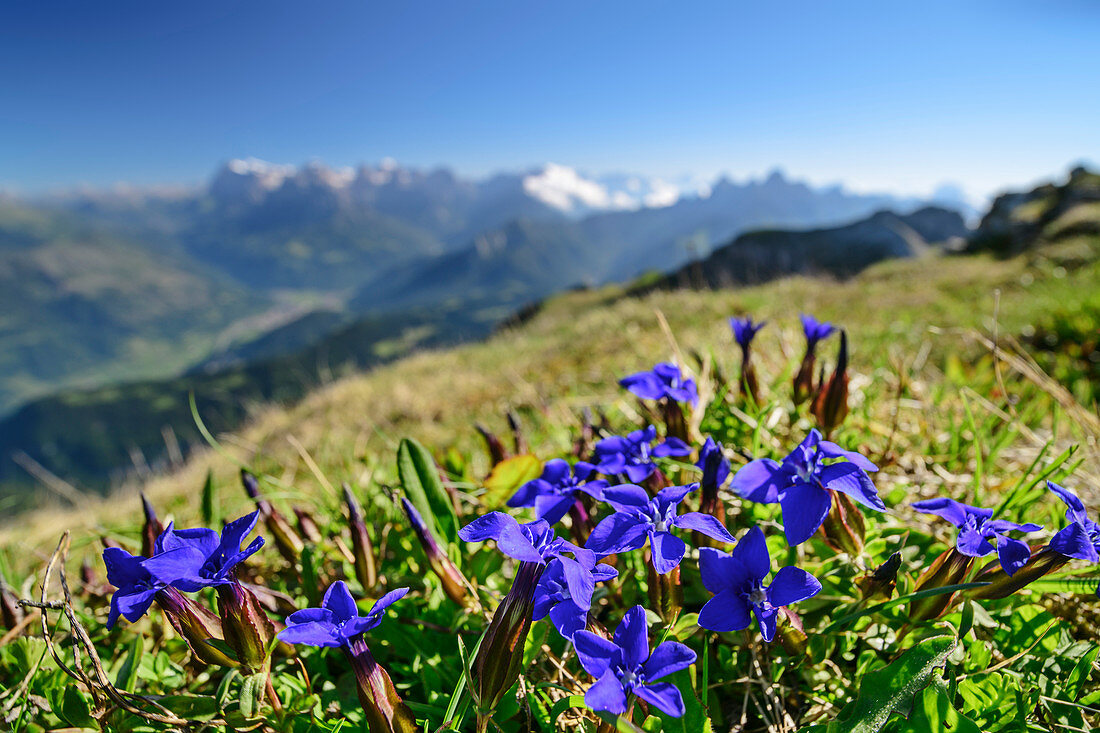 Frühlings-Enzian mit Pala unscharf im Hintergrund, Gentiana verna, Belluneser Dolomiten, Venezien, Venetien, Italien