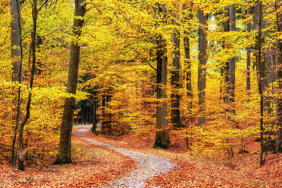 Herbstfärbung bei Carpin, Müritz Nationalpark, Mecklenburg-Vorpommern, Deutschland