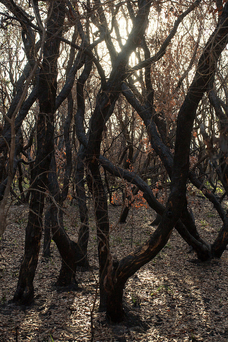 Buschfeuer haben Teile des Walds rund um Angourie in New South Wales, Australien, zerstört.