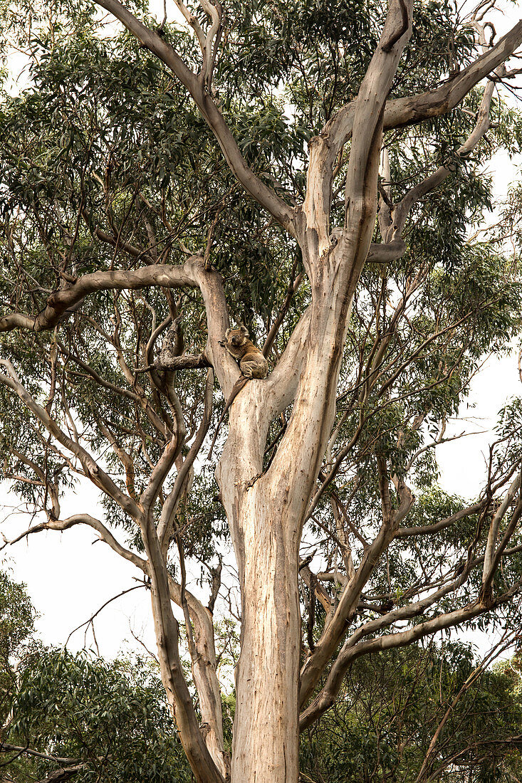 Koala in Otway National Park on the Great Ocean Road in Victoria, Australia.