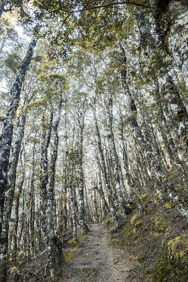 Beech forest in Nelson Lakes National Park in Tasman, New Zealand.