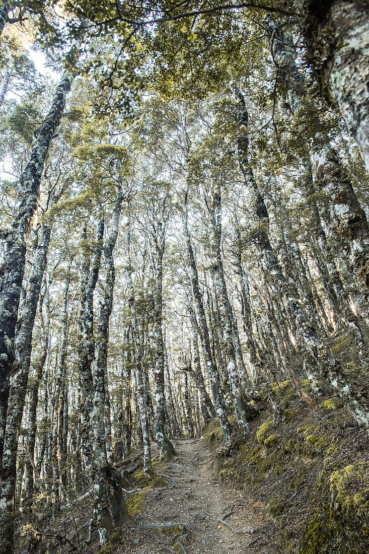 Birkenwald im Nelson Lakes National Park in Tasman, Neuseeland